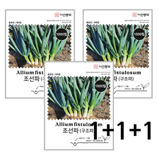 조선파 씨앗 1000립 3봉세트 구조파 씨 종자 재래종 대파씨앗