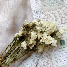 乾燥花批發 乾燥星辰花 勿忘我 淺紫星辰 手工皂材料 捧花花材 擴香石花材 手工卡片花材 盆花花材, 杏色, 1個