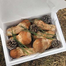 참송이 버섯 선물 세트 농장직송 무공해 1kg 2kg 유솔팜 고성반가, 못난이 참송이 버섯