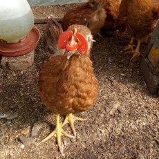 시스제이 닭안경 닭싸움방지 대사이즈1p 눈가리개 꿩안경, 1개