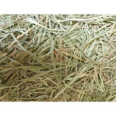 提摩西一割 二割 甜燕麥 甜小麥 百慕達 黑麥 牧草 墾丁苜蓿