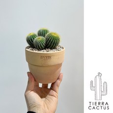 올망졸망 금빛 군생 선인장 금황환S - 화분 3type, 베이지 링토분s(받침불포함), 1개