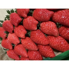 [주문폭주]초대형 킹스베리 딸기 한입가득 달콤함 특대과 프리미엄, 5개, 400g