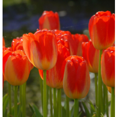 [나은식물원]27.[튤립 모종] 프린스 클라우스-10cm 2포트