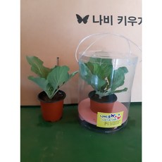 배추흰나비 키우기 세트 기르기 과학 키트 사육 다희네농장, 1개, 대형+먹이추가