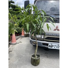 霏霏園藝 臺中芒果成樹 庭院綠化果樹盆栽 1棵, 1個