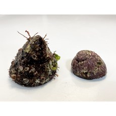 해녀언니 거제도 자연산 보말