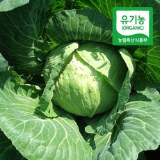 초록초록팜 유기농 제주 월동 친환경 양배추 1kg 1-2통 제철 야채 PS, 단품, 단품