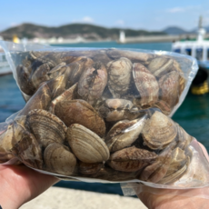 국내산 왕바지락 조개, 1박스, 왕 바지락 1kg (50미 내외 / 해수 포장)