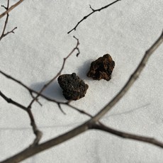 [유림사부자농장] 차가버섯, 차가버섯 1kg, 1개