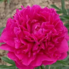 목하원예조경 수입 겹꽃 작약((칸사스)) 숙근 개화주 다년생 정원꽃나무 겹작약 모종