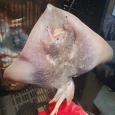 국내산 활 간재미, 1박스, 3kg