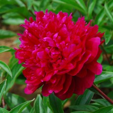 [오늘의정원] 중국작약 홍옌전후이 숙근1개 노지월동 다년생, 1개