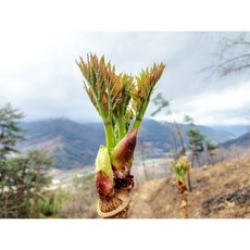 국내산 자연산 백운산 두릅 참두릅 산두릅 두룹 500g 산지직송, 1개