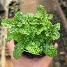 허브 식물 모음 식용 로즈마리 장비허브 민트, 선택: 05. 스피아민트