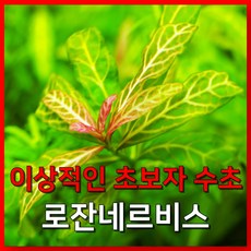 [수초농부] 하이그로필라 로잔네르비스 수초, 3개
