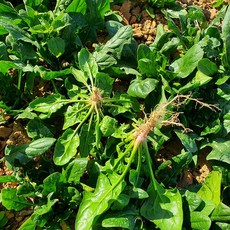 남해 노지 해풍맞은 시금치, 2kg, 1개