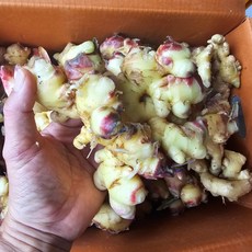 해수농법 서산 햇 세척 생강, 4kg, 1개