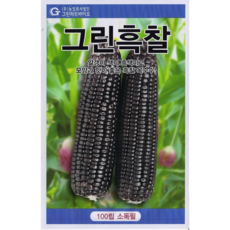 흑찰옥수수 씨앗 100립 검은찰 강냉이 소포장 종자 채소씨앗 가정원예 모종키우기 텃밭꾸미기