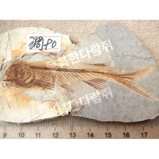 전시용 물고기 과학 표본 지질학 수석 화석, 울프핀 물고기 90