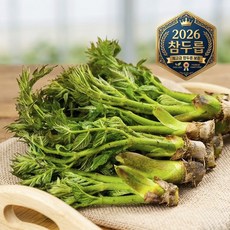 [산지직송] 국내산 봄 제철 참두릅, 1개, 300g
