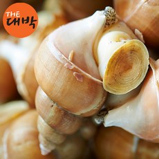 자연산 활 백고동 생물 제철 동해안 백골뱅이 무침, 1개, 백고동(대) 1kg