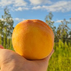 정상담아 재배한 엘바트 황도복숭아 선물세트, 1박스, 특품 2kg 대과