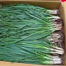 2025년 제주 쪽파 한단 흙쪽파 깐쪽파 1kg 손질 실파 잔파, 흙쪽파(벌크) 1kg