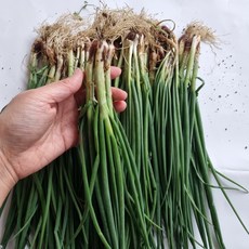 플래음 국내산 흙쪽파 쪽파, 2kg, 1개