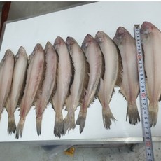 [반짝할인]웰빙미래 국산 반건조물가자미대 반건조미주구리대 기름가자미 10마리 대략1kg 25~30cm내외 구이용 조림용 100%자연산, 10개, 1kg내외