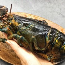 캐나다 활 랍스터 1미, 1개, 500g