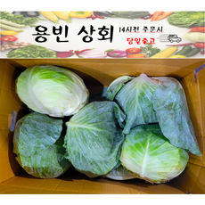 ( 용빈 상회 ) 국내산 양배추 5kg내외 갯수랜덤, 1박스, 5kg