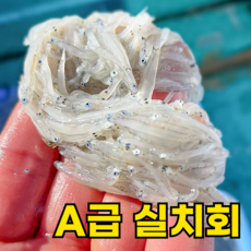 [당진장고항축제1위]제철 국산 생물 실치회 횟감, 1박스, 600g