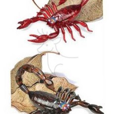 전갈 RC 곤충모형 색상임의배송 3세여아선물, 1개