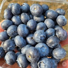 블루베리 14-16mm 6팩 잼