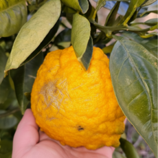 [산지직송] 제주 토종 유자 댕유자, 1박스, 댕유자 3kg (사이즈 혼합)