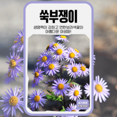 쑥부쟁이 씨앗 500립 세계종묘 종자 모종 씨 꽃씨 야생화 일반종 다년생, 1개