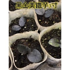 霏霏園藝黑金美鐵芋 特價盆栽 室內淨化空氣植物 耐旱易照顧 提升居家品味