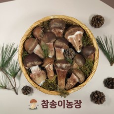 [참송이농장] 국내산 최상급 참송이버섯 송이버섯 (가정용/선물용/업소용) 2시까지 주문가능, 1박스, 가정용 1kg