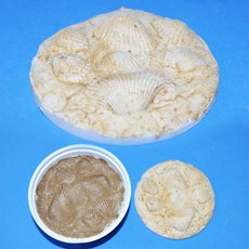 조개화석 만들기 (5인용/10인용)-4학년2학기