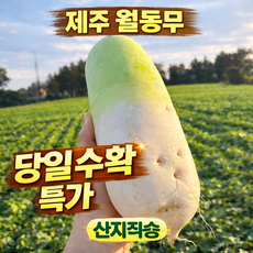 제주 월동무 세척 제주무 산지직송 겨울 제철, 1박스, 5kg