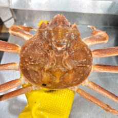 A급 러시아 마가단 대게 수율보장 자숙 박달대게, 1개, 2kg
