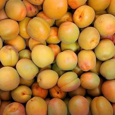 [산지직송] 달콤한 고당도 하코드 살구 2kg/3kg/5kg 프리미엄 노랑살구 제철과일, 1박스, 하코드살구 4.5kg 개당 70g내외(65과내외)
