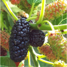 명품 황토 햇 오디10kg +오디즙추가, 1개, 10kg, 25년 실속형 재래종오디 10kg+오디즙1포