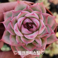 예쁜 희귀 미니다육이, 12번 -핑크크리스탈, 1개