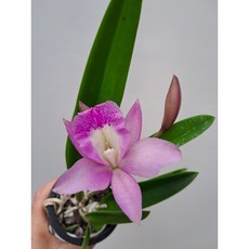 카틀레아 리틀머메이드 자넷 서양란 향기꽃 꽃대없음 할인중, 1개