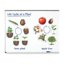 특대형 자석 식물의 한살이 모형 Giant Magnetic Plant Life Cycles, MIX, 10개