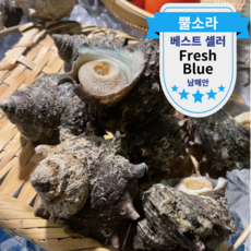 [산지직송] 거제도 자연산 뿔소라 쫄깃 신선 생물 소라, 1박스, 3kg