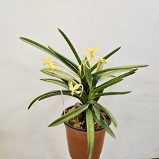 향기로운 꽃과 함께 ~황화(풍란), 1개