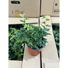 에이피플랜츠 아이비 소품 실내 공기정화식물 반려식물 넝쿨 덩쿨 키우기쉬운식물, 1개, 기본